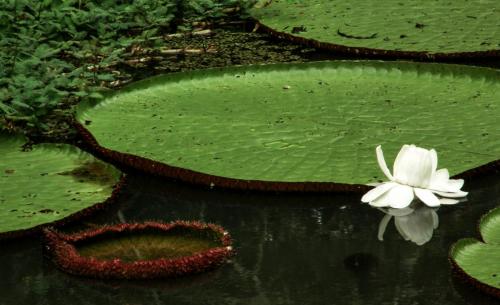 Victoria regia