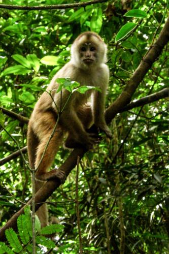 Amazonas Colombia - des09 - 33 - primate (Cebus albifrons)