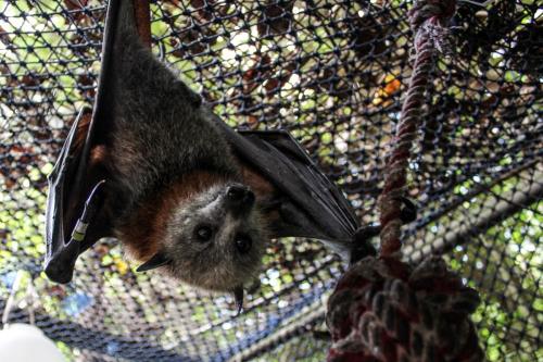 Pteropus poliocephalus in captivity