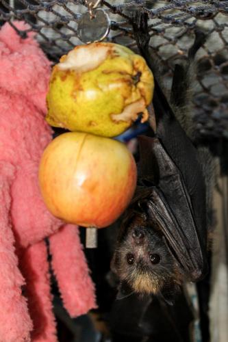 Pteropus poliocephalus in captivity