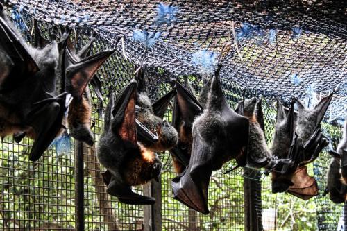 Pteropus poliocephalus in captivity