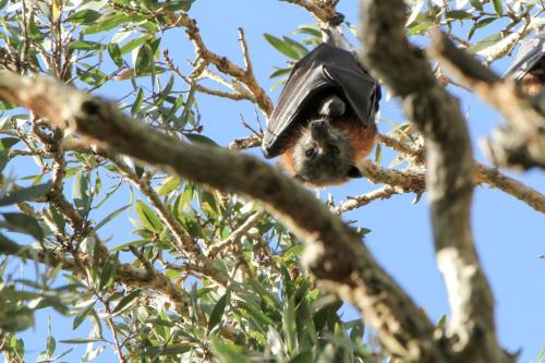 Pteropus poliocephalus