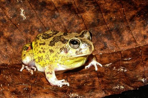 Buenavista Colombia - set09 - 072 - Pleuroderma brachyops