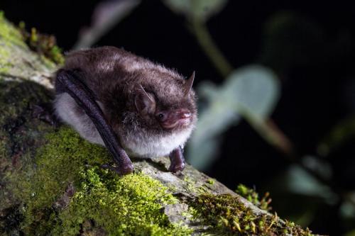 Myotis daubentonii