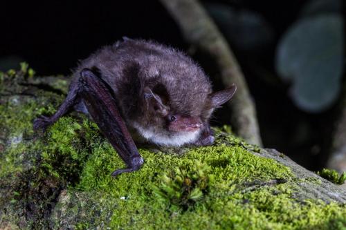 Myotis nattererii