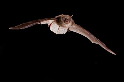 Myotis alcathoe