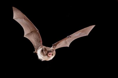 Myotis daubentonii