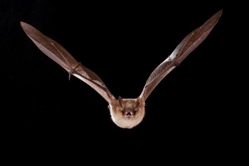 Myotis emarginatus