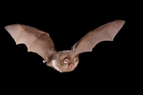 Rhinolophus hipposideros