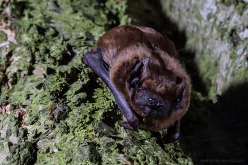 Nyctalus noctula