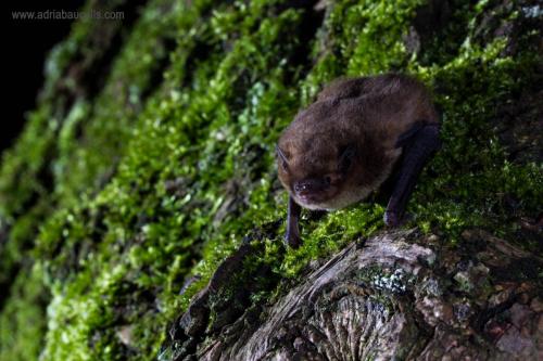 Pipistrellus pygmaeus