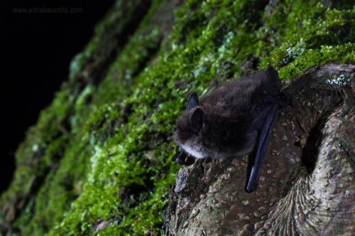 Myotis brandtii