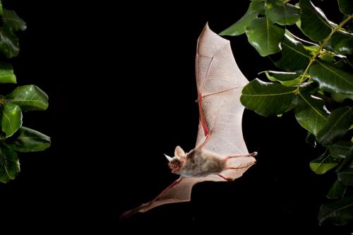 Myotis myotis