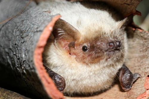 Pipistrellus pygameus