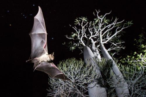 Hipposideros commersoni