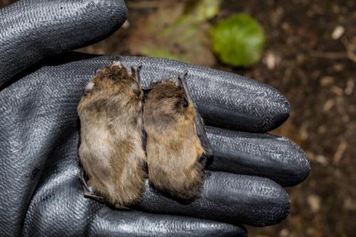 Pipistrellus nathusii