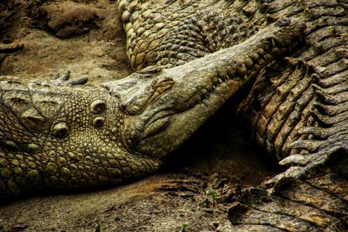 Crocodylus intermedius