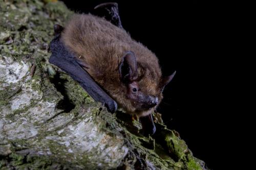 Pipistrellus pipistrellus